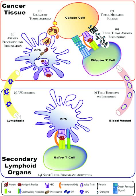 Cancer Immunity Cycle When Tumor Infiltrating Apcs Recognize Tumor