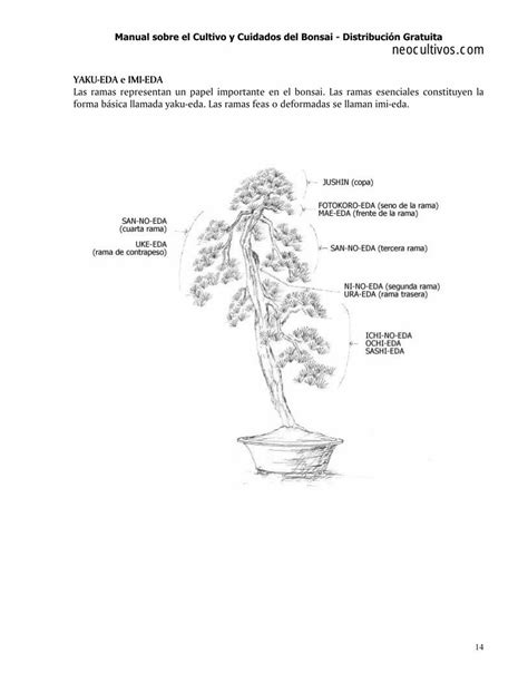 Pdf Manual Sobre El Cultivo Y Cuidados Del Bonsai Neocultivos