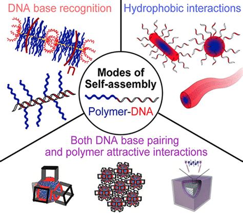 Self Assembly Of Dna Containing Copolymersbioconjugate Chemistry X Mol