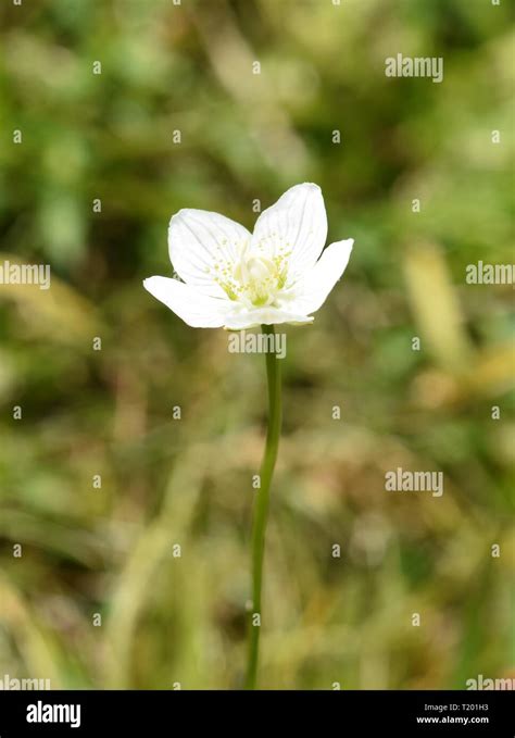 The Wildflower Marsh Grass Of Parnassus Parnassia Palustris Stock Photo