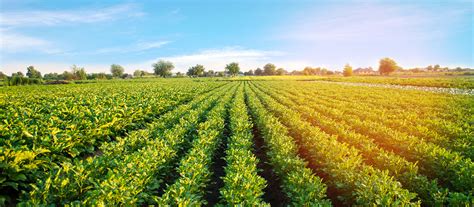 Scienze Dell Alimentazione E Gastronomia Unipegaso Giordani