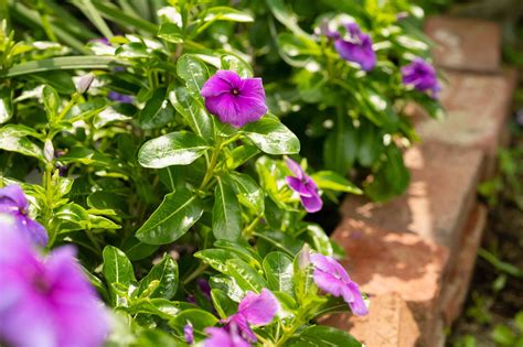 How To Grow Annual Vinca Madagascar Periwinkle