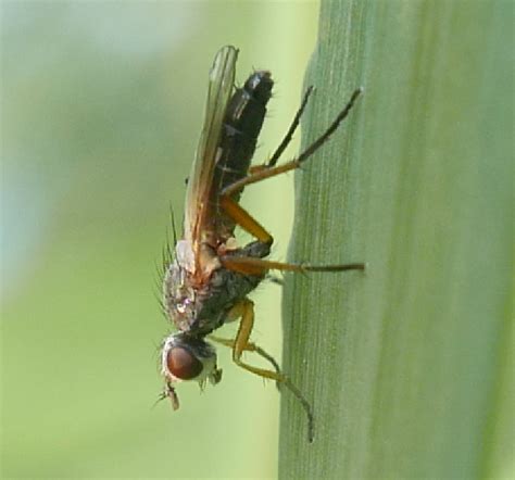 Dung Flies From Naumburg Saale Deutschland On June 4 2023 At 07 36