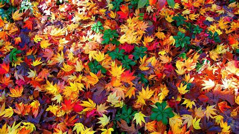 Colorful Autumn Leaves Hd Wallpapers Wallpaper Cave