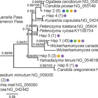 Bayesian Inference Phylogeny Based On The D D Large Subunit Rdna