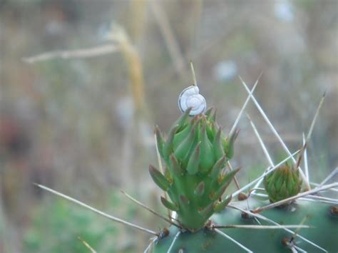 Free picture: spike, sharp, flower, nature, cactus, garden, desert