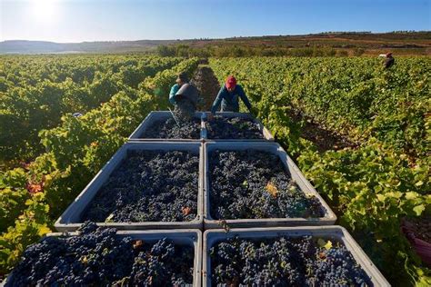 El bulo de la noticia de los 40 céntimos por kilo de uva