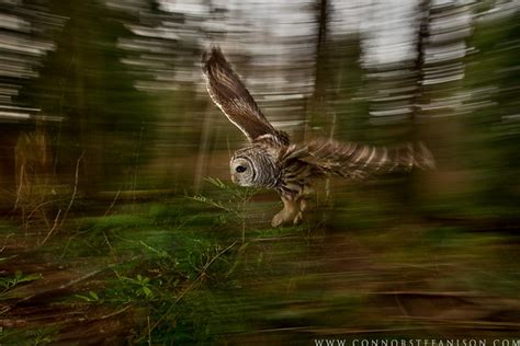 Barred Owl Swoop Flickr