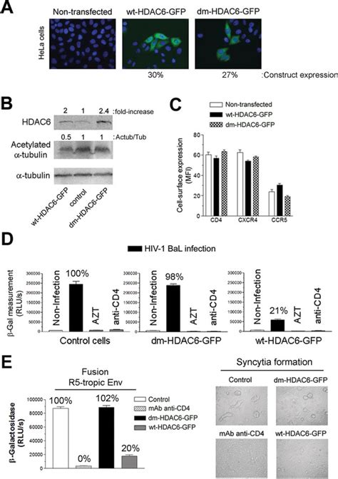 Hdac Overexpression Diminishes The Susceptibility Of Permissive Hela