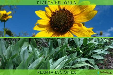 Adaptaciones De Las Plantas Tipo Ejemplos Y Fotos Resumen