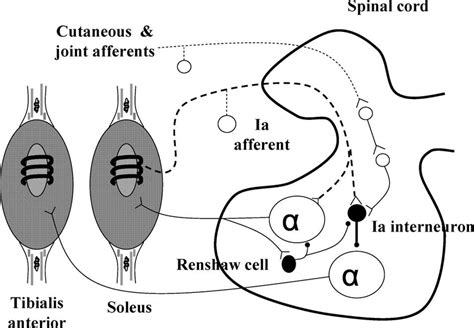 Illustration Of Reciprocal Ia Inhibitory Pathway In This Diagram Open Download Scientific