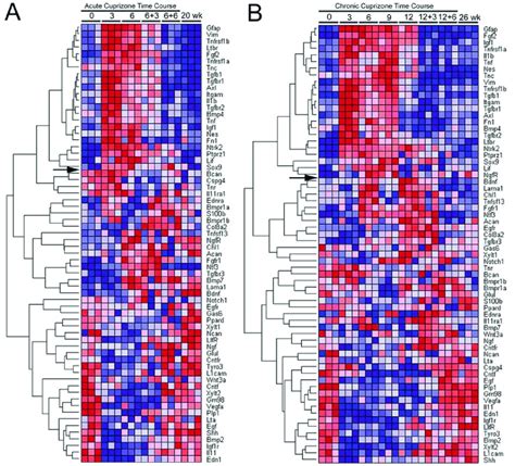 QPCR Custom Array Heat Map Of Relative Gene Expression Throughout The