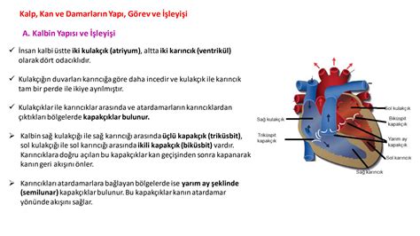 SOLUTION Kemal Hasoglu Anadolu Lisesi 11 Sinif Dolasim Sistemi Calisma