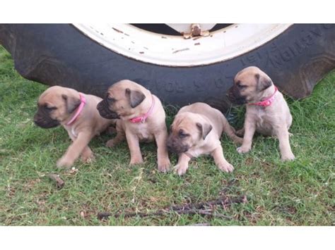 Boerboel puppies for sale (9 male and 3 females) - PUPPIES FOR SALE