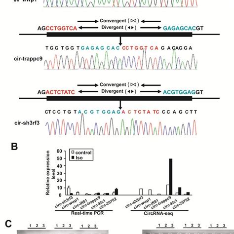 Validation Of Altered Circrna Expression A Rna Was Extracted From