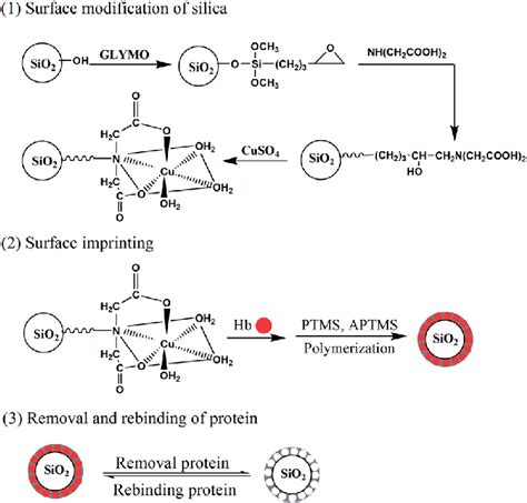 Preparation Of Sis For Hb Surface Modification Of Silica