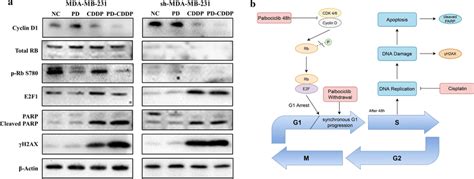 A Pd Cddp Treatment Enhanced The Antitumour Effect Of Cddp Through The