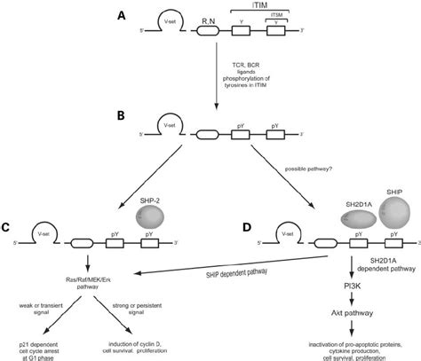 The Pd Transduction Pathway A Structure Of The Pd Gene