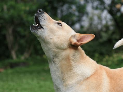 Waarom Jankt Een Hond Ontdek De Redenen Hier