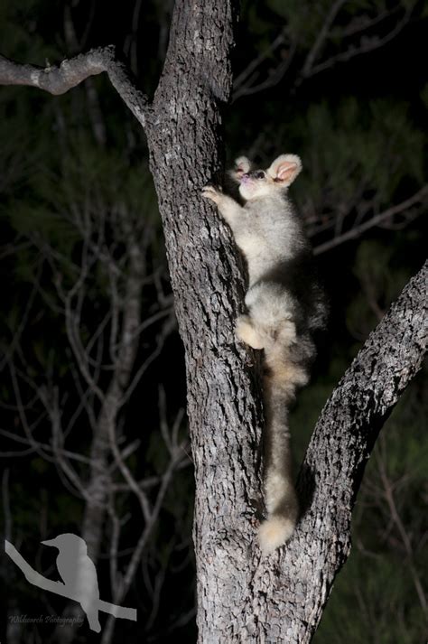 Greater Glider Petauroides Volans Chris Sanderson Flickr