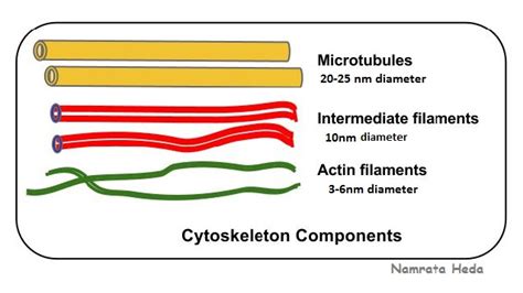 B For Biology Cytoskeleton