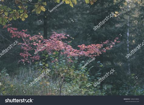Naked Autumn Trees Few Red Leaves Stock Photo 1406410802 Shutterstock