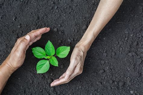 Premium Photo Human Hands Protecting Green Small Plant For Life And