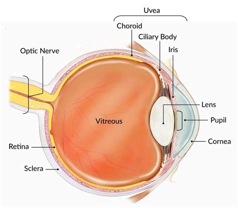 How the Eyes Work | National Eye Institute