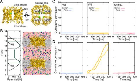 Figure From Molecular Mechanism Of Anion Permeation Through Aquaporin