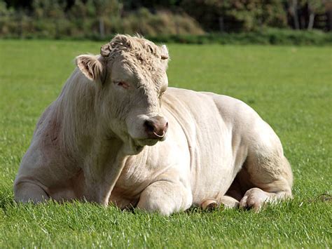 Charolais Bull Stock Photos, Pictures & Royalty-Free Images - iStock