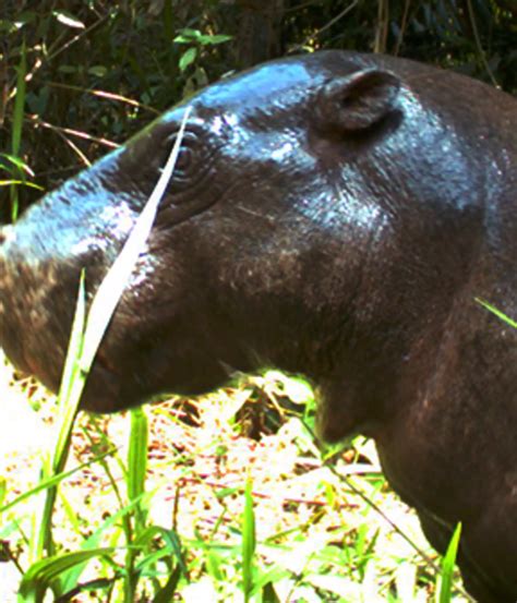 Pygmy hippo conservation | ZSL