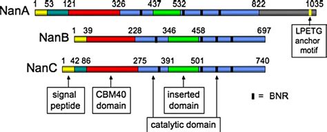 Figure From Crystal Structure Of The Nanb Sialidase From