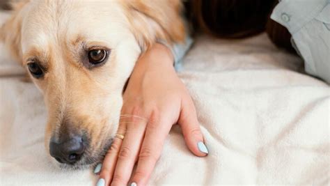 Otitis en Perros Síntomas Causas y Tratamiento Sumimascotas