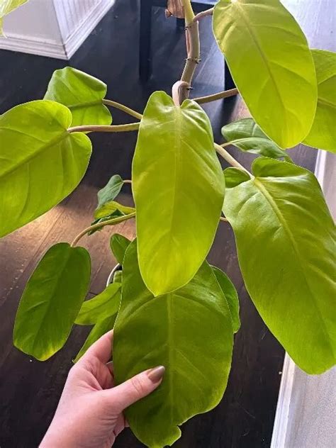 Golden Goddess Philodendron Plant Care Guide The Contented Plant