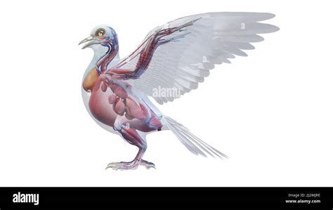 Pigeon anatomy, illustration Stock Photo - Alamy