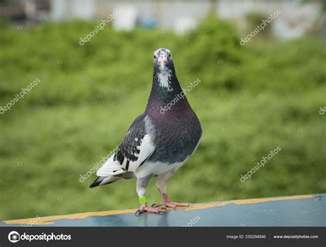 Full Body Of Speed Racing Pigeon Bird Standing On Plain Trap Stock