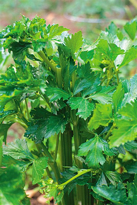 Celery Or Celeriac Grown By You