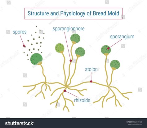 Vektor Stok Structure Physiology Fungi Anatomy Mold Diagram Tanpa