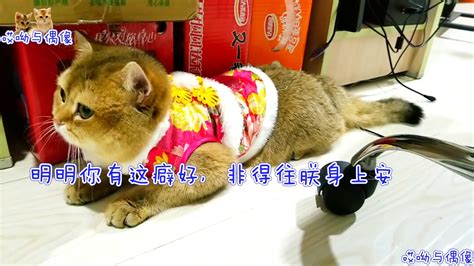 【宠物之道】胖公猫被穿上母猫的小衣服，气得不想走路，公猫：本喵哪里娘了 Youtube