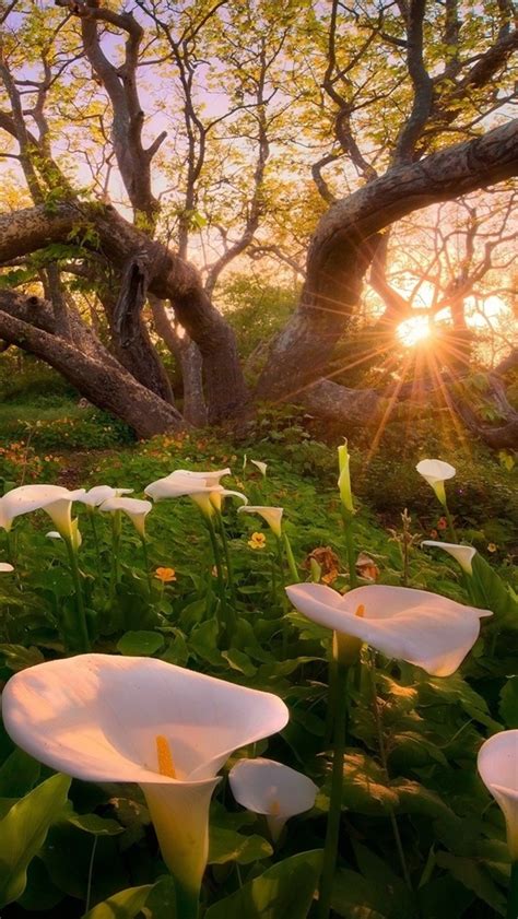 Fondos de pantalla Salida del sol árboles calas flores blancas el