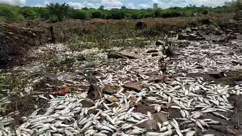 Engenheiro De Pesca Explica Peixes Mortos Na Rea Da Barragem De Brotas