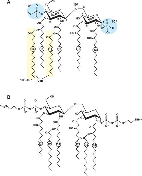 Figure 3 From Bacterial Lipopolysaccharides And Innate Immunity Semantic Scholar