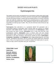 Lab Exercise Plant Kingdom Seeded Vascular Plants Gymnosperms