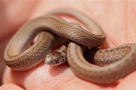 Brown Baby Snake Identification