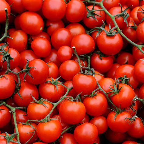 Shop Tomato Crokini F1 Blight Resistant Seeds J Parkers