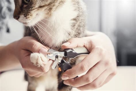 The Ultimate Guide To Cat Grooming Tools