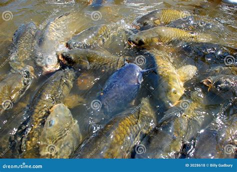 Carp and Catfish stock photo. Image of punctatus, cyprinus - 3028618