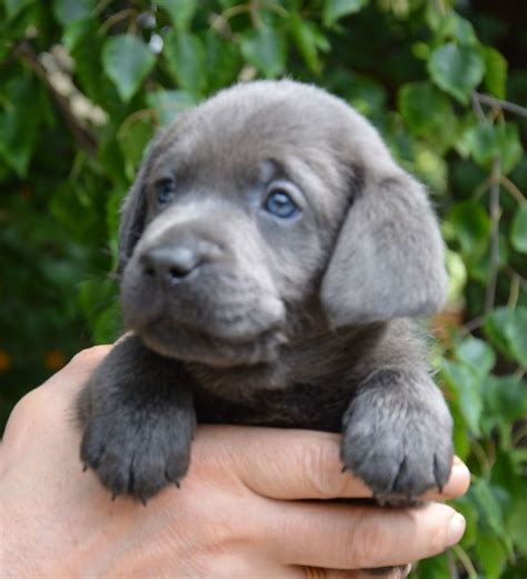 Rare Charcoal Labrador Retriever Puppy London North London Pets4homes