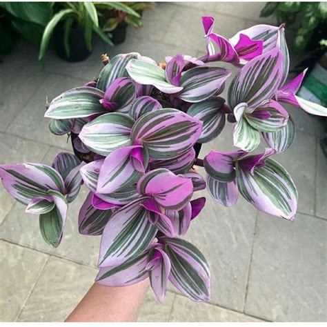 Jual Tanaman Hias Tradescantia Nanouk Impor Shopee Indonesia