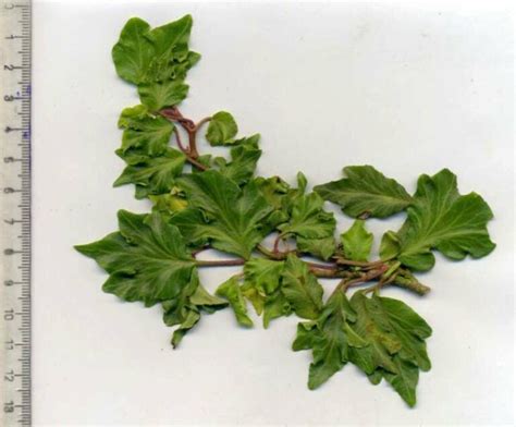 Hedera Helix Boskoop Lierre D Ornement La Boutique Du Lierre